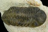 Bargain, Austerops Trilobite - Visible Eye Facets #119990-2
